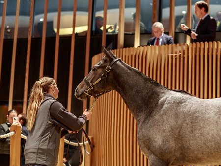 The Sioux Nation filly consigned as Lot 258 at the Arqana October Yearling Sale