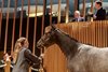 2026 Arqana October Yearling Sale, Lot 258
f. Sioux Nation x Les Vertus
