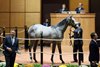 Hip  328, 2026 Fasig-Tipton October Sale