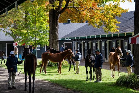 Horses get ready for the Fasig-Tipton Fall Sale