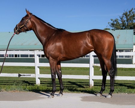 Ada Clare tops the Fasig-Tipton October Digital Sale