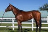 Ada Clare, 2026 Fasig-Tipton October Digital Sale