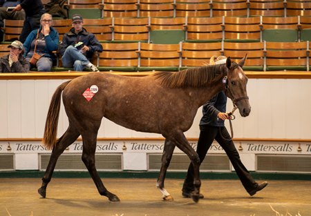 The Havana Grey filly consigned as Lot 1509 in the ring at the Tattersalls October Yearling Sale
