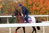 Amusingly - Gallop - Keeneland Race Course - 102726