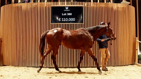 The Teofilo colt consigned as Lot 360 in the ring at the Arqana October Yearling Sale