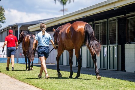 The Magic Millions Gold Coast Horses in Training Sale gets underway Oct. 12