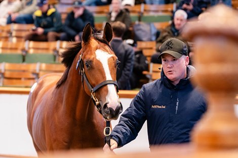 Justify Colt Nets $2.2 Million at Tattersalls October