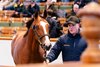 Lot 260  Justify (USA) / Stars At Night (IRE) B.C. (USA) Marlhill House Stud, IrelandM V Magnier &amp; White Birch Farm1,600,000 Tattersalls Book 1 07/10/2026