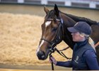 Lot 217, 2026 Tattersalls Autumn Horses in Training Sale