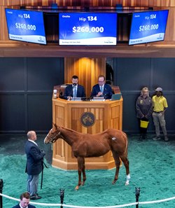 The Dornoch colt consigned as Hip 134 in the ring at the Fasig-Tipton Saratoga Fall Mixed Sale