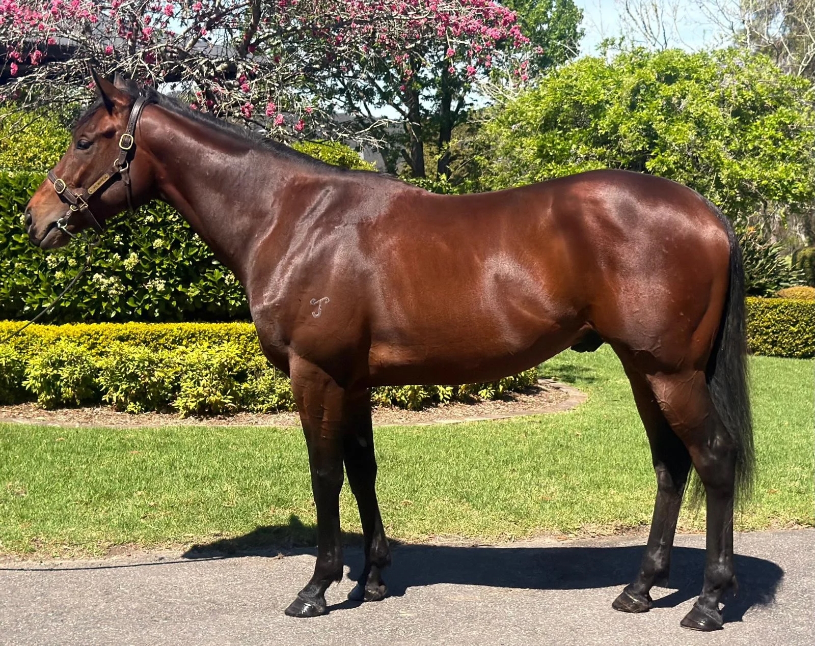 Gentildonna フィリー トリプルクラウン Gentildonna Wins Japanese Filly Triple Crown - BloodHorse