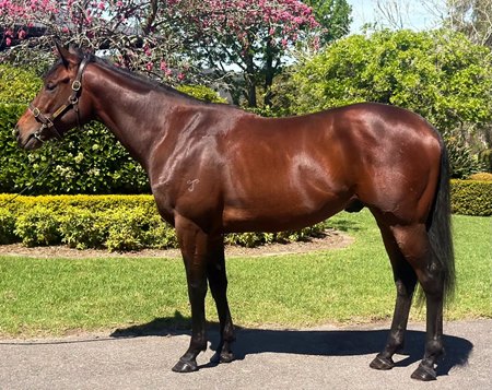 Defensemen consigned as Lot 60 tops the Inglis Digital Australian October Early Online Sale