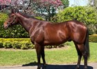 2026 Inglis Australia October (Early) Online Sale, Lot 60
Defensemen