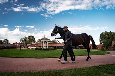 A yearling on the grounds at the Tattersalls October Yearling Sale