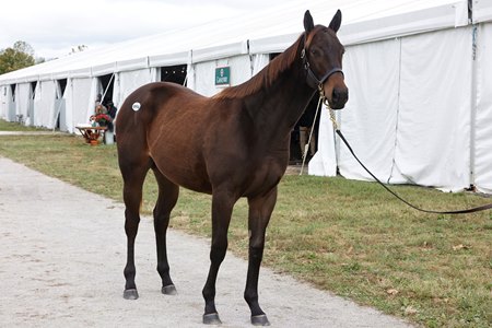 The Nyquist filly consigned as Hip 996 at the Fasig-Tipton Kentucky October Yearlings Sale