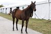 Hip 996, a Nyquist filly out of Free Cover, at the 2026 Fasig-Tipton Kentucky October Sale