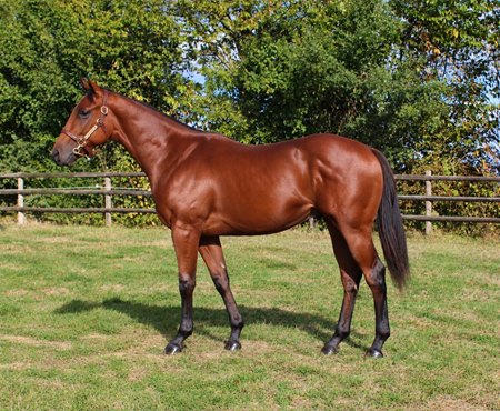 The City Light colt consigned as Lot 556 at the Arqana October Yearling Sale