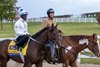 Breeders' Cup entrant Magnitude going out for a gallop at Keeneland Race Track before the Breeders' Cup weekend Oct. 28, 2026 in Lexington, Kentucky.  Photo by Skip Dickstein