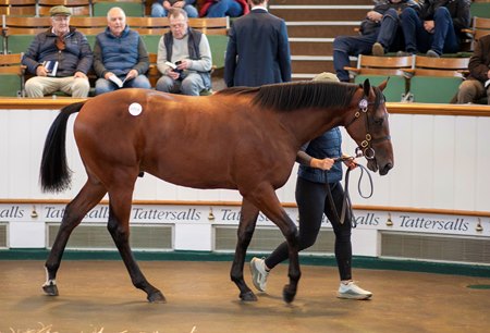The Blue Point colt consigned as Lot 487A at the Tattersalls October Yearling Sale
