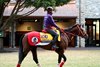 Forever Young - Gallop - Keeneland Race Course - 10-22-26