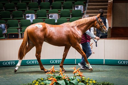 The Ghaiyyath colt consigned as Lot 905 in the ring at the Goffs Orby Sale