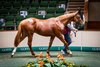 2026 Goffs Orby Sale, Lot 905