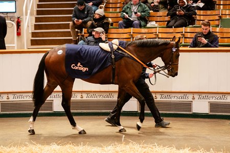 Tyrrhenian Thunder consigned as Lot 1155E at the Tattersalls Autumn Horses in Training Sale