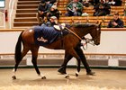 Lot 1155E  Tyrrhenian Thunder (GB) 2024 B.C. BY Night of Thunder (IRE) EX Birdie Num Num (GB) Wildcard   98pHITConsign Ltd.Ciaran Maher Bloodstock / JS Bloodstock600,000 Tattersalls Autumn HIT Sale 28/10/2026