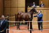Hip 426, buyer Jerry Lundergan, 2026 Fasig-Tipton October Sale
