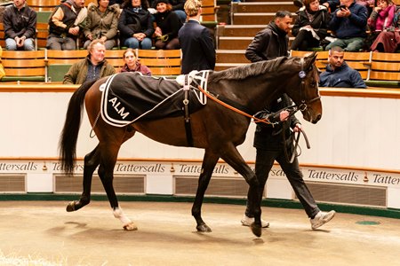 Victoire Magique consigned as Lot 739A in the ring at the Tattersalls Autumn Horses in Training Sale