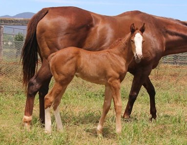 Primetime Emmy as a foal at Hollymount Stud in Australia