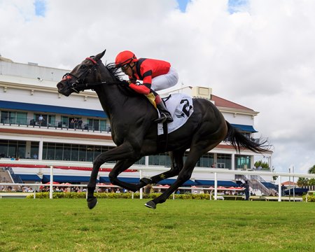 Hammy wins the Our Dear Peggy Stakes at Gulfstream Park