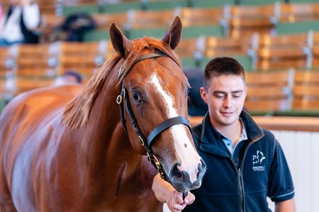 The Showcasing colt consigned as Lot 1076 in the ring at the Tattersalls October Yearling Sale